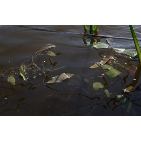 Potamogeton natans