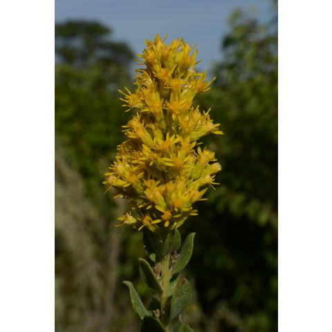 Solidago mollis