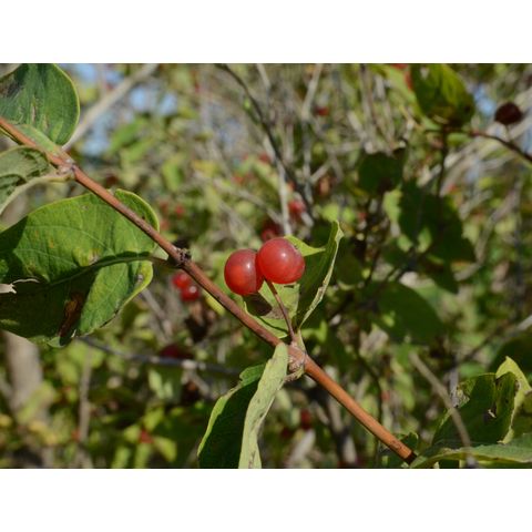 Lonicera tatarica