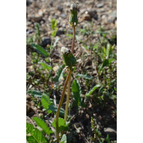 Taraxacum officinale