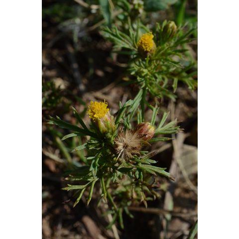Dyssodia papposa