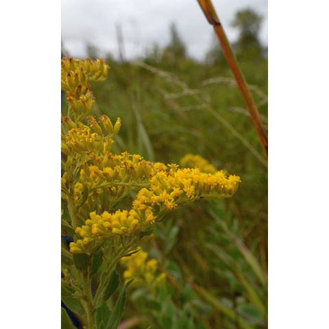 Solidago canadensis