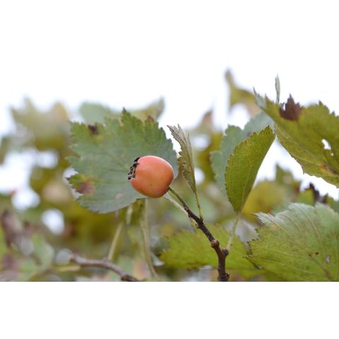 Crataegus chrysocarpa