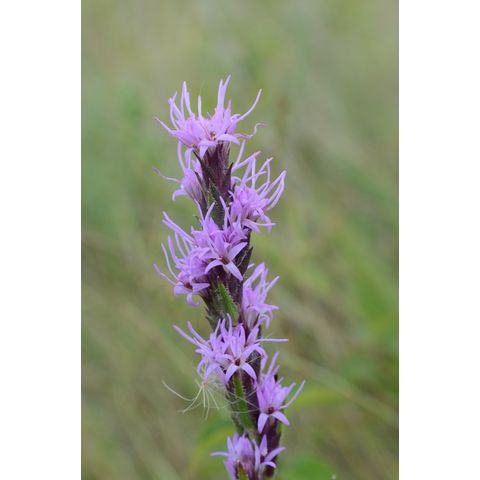 Liatris punctata