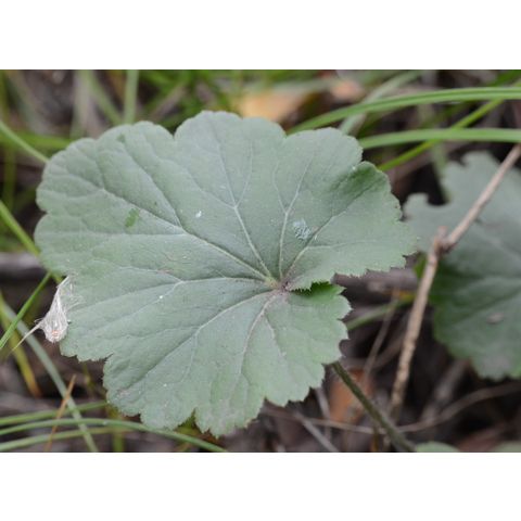 Heuchera richardsonii