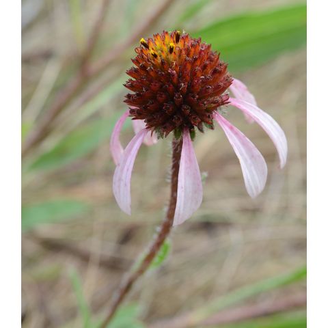 Echinacea angustifolia