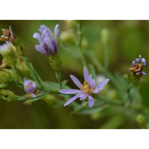 Symphyotrichum laeve