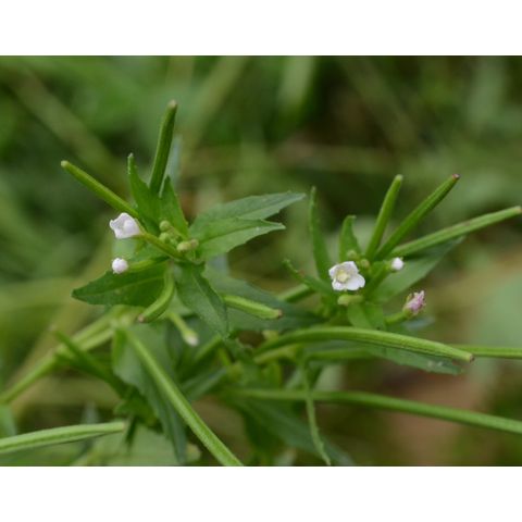 Epilobium ciliatum