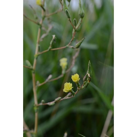 Lactuca serriola