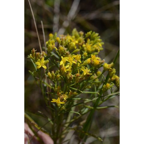 Gutierrezia sarothrae