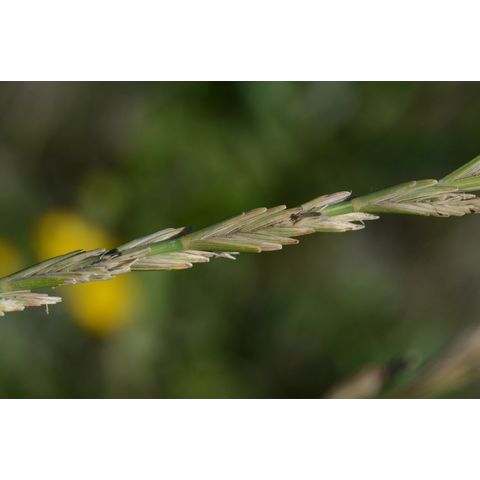 Lolium perenne
