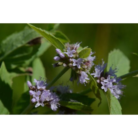Mentha arvensis