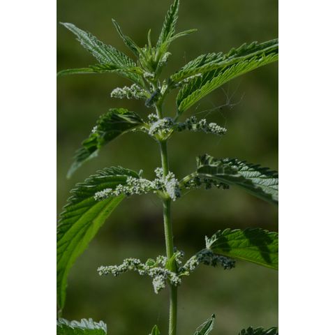 Urtica dioica