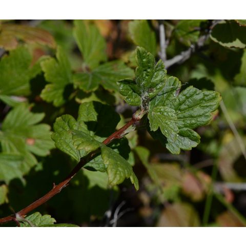 Ribes missouriense