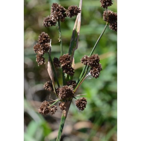 Scirpus pallidus