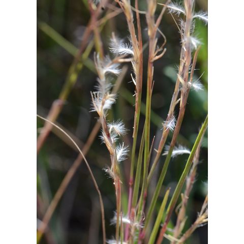 Schizachyrium scoparium