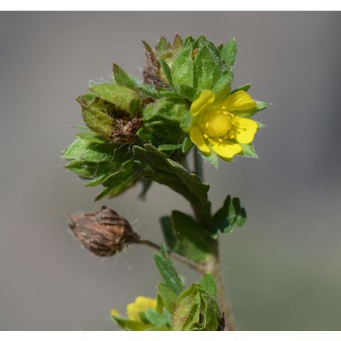 Potentilla norvegica