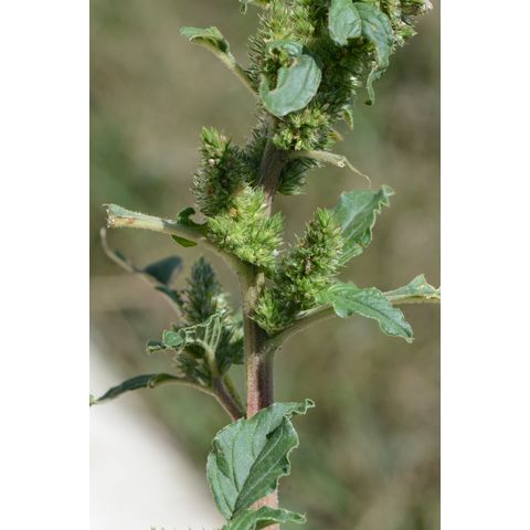 Amaranthus retroflexus