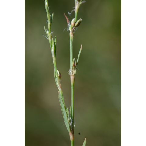Polygonum ramosissimum