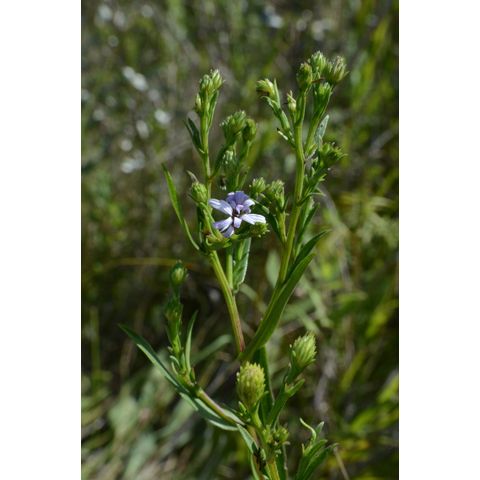 Symphyotrichum boreale