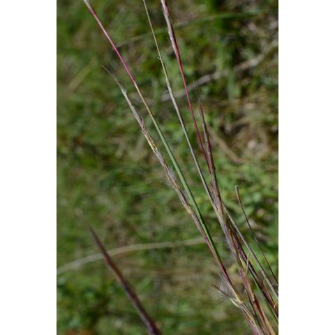 Schizachyrium scoparium