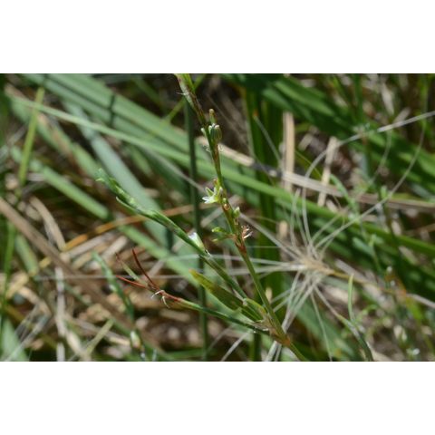 Polygonum ramosissimum