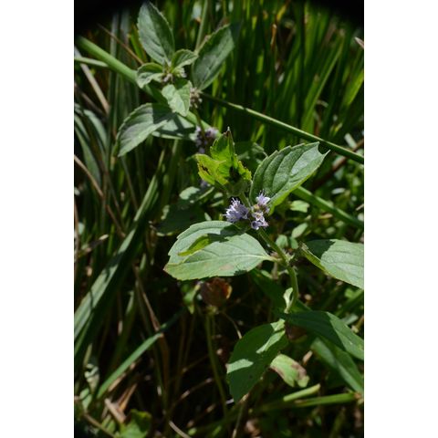 Mentha arvensis