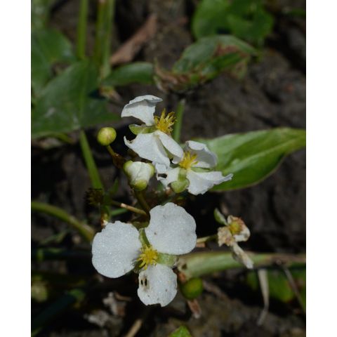 Sagittaria cuneata