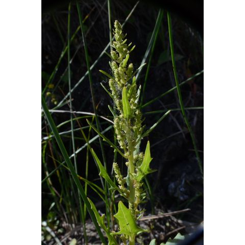 Chenopodium rubrum