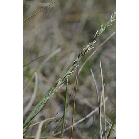 Muhlenbergia richardsonis