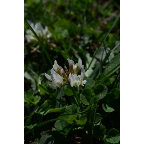 Trifolium repens