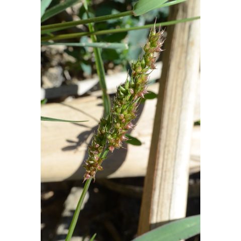 Echinochloa crus-galli