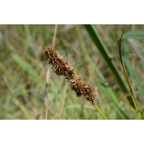 Carex sartwellii