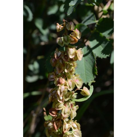 Rumex altissimus