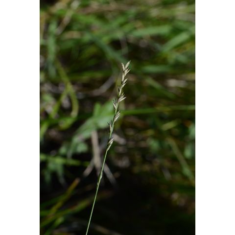 Muhlenbergia richardsonis