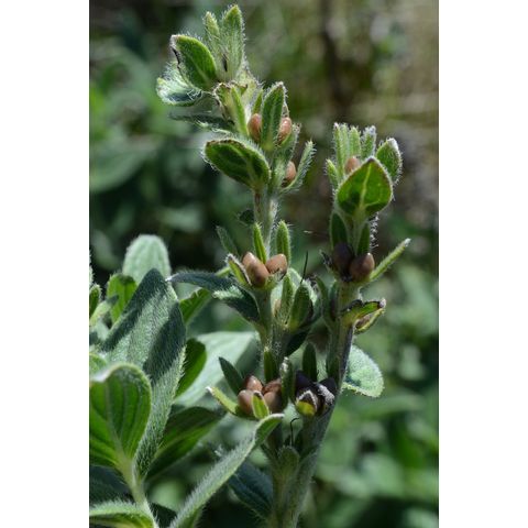 Onosmodium bejariense