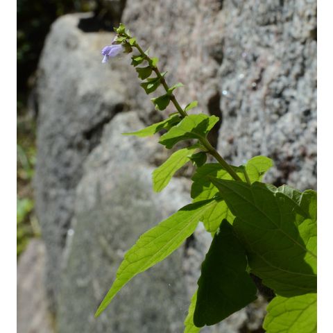 Scutellaria lateriflora