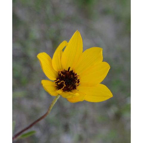 Helianthus pauciflorus