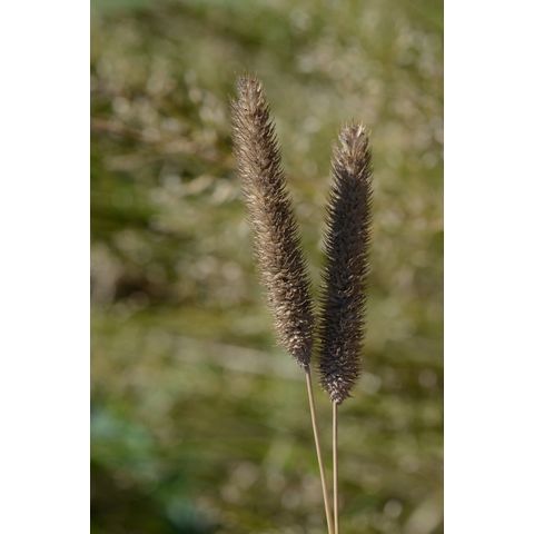 Phleum pratense