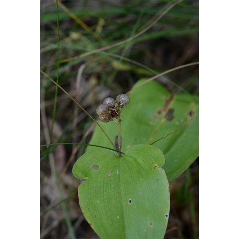 Maianthemum canadense