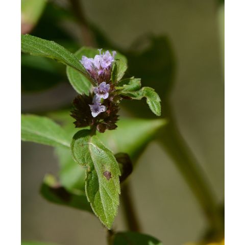 Mentha arvensis