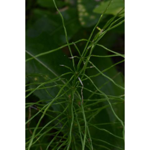 Equisetum pratense