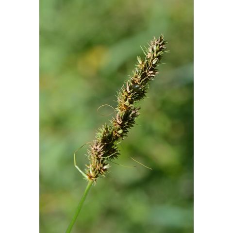 Carex sartwellii