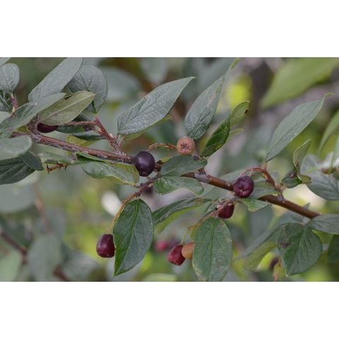 Cotoneaster uniflorus