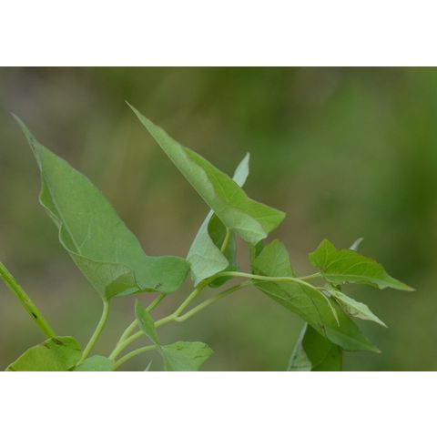Convolvulus arvensis