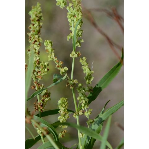 Rumex salicifolius
