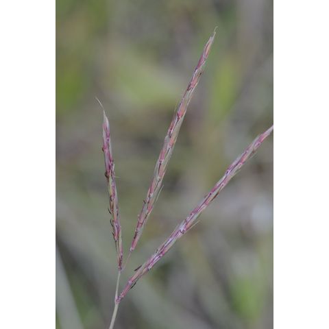 Andropogon gerardii