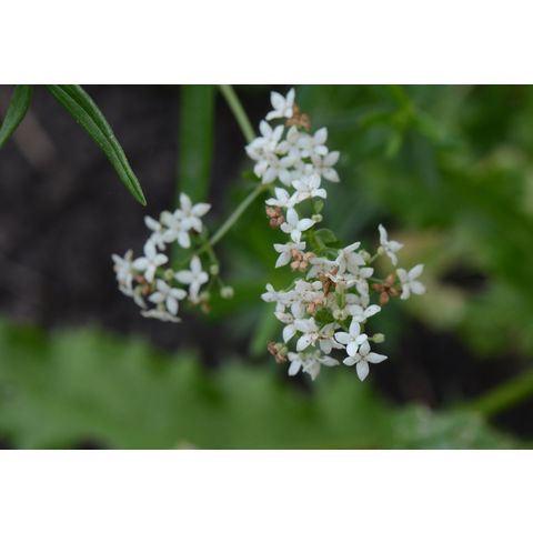 Galium boreale