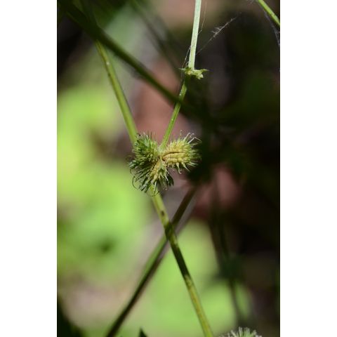 Sanicula marilandica