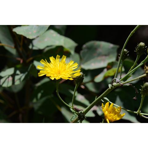 Hieracium umbellatum
